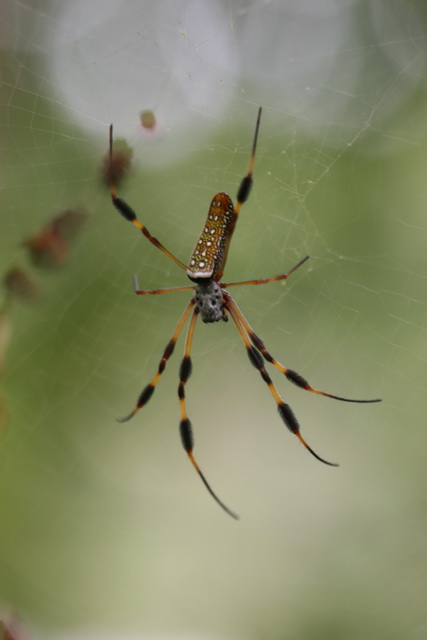 Spider on the Trail in Columbus, Georgia