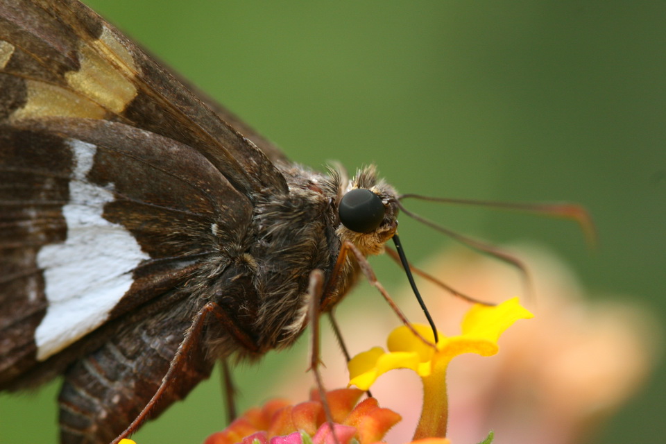 Butterfly Drinks in Atlanta, Georgia
