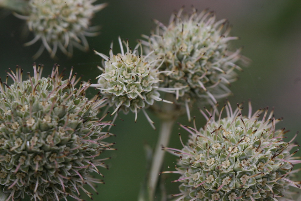 Flower Spheres in Atlanta, Georgia