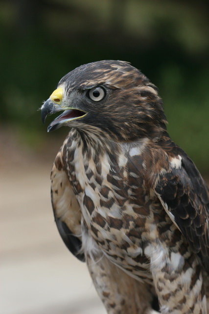 Coopers Hawk in Atlanta, Georgia