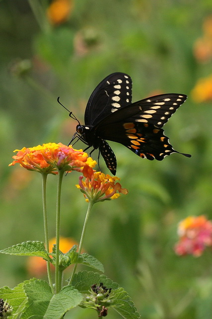 Black Beauty in Atlanta, Georgia