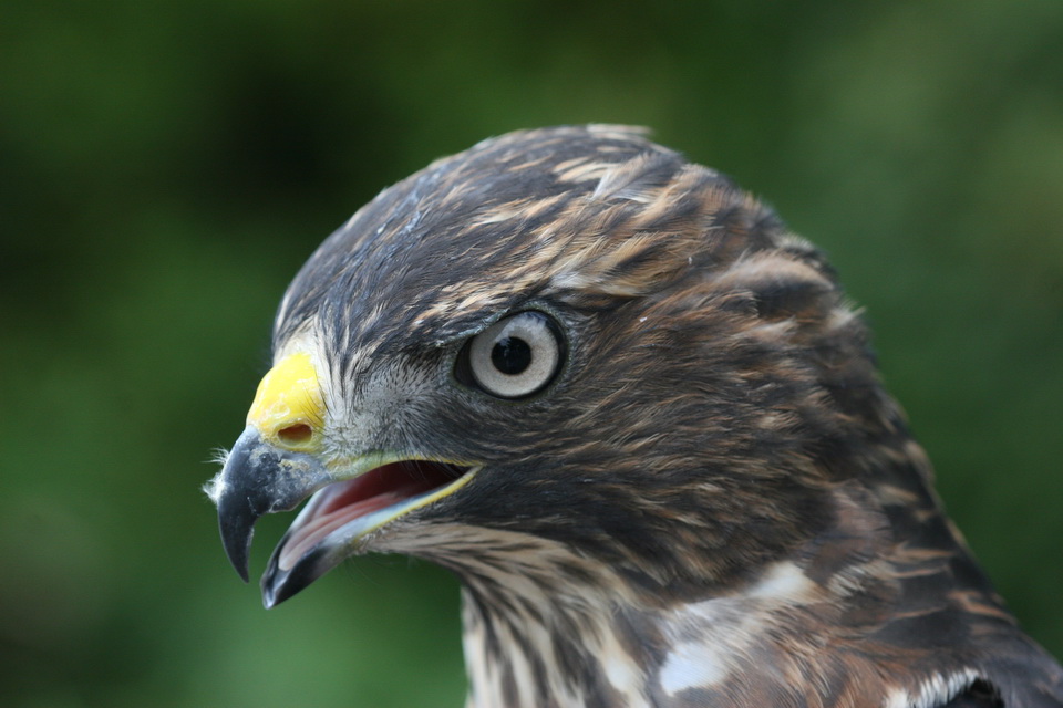 Coopers Hawk Profile in Atlanta, Georgia