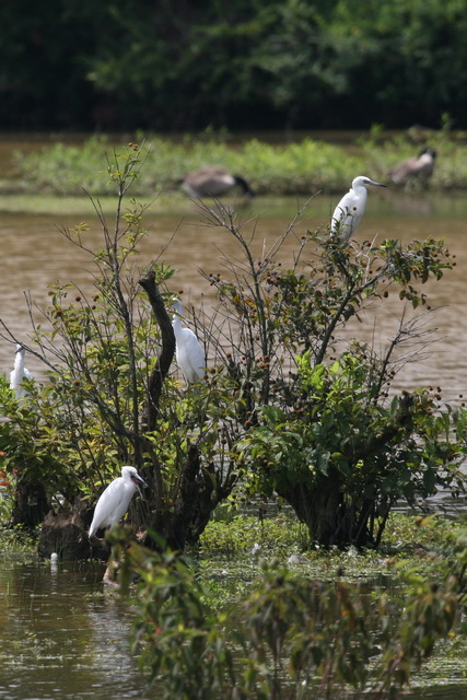 River Birds in Atlanta, Georgia