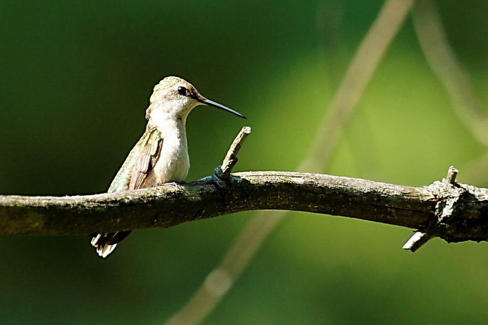Forest Hummer in Highlands, North Carolina
