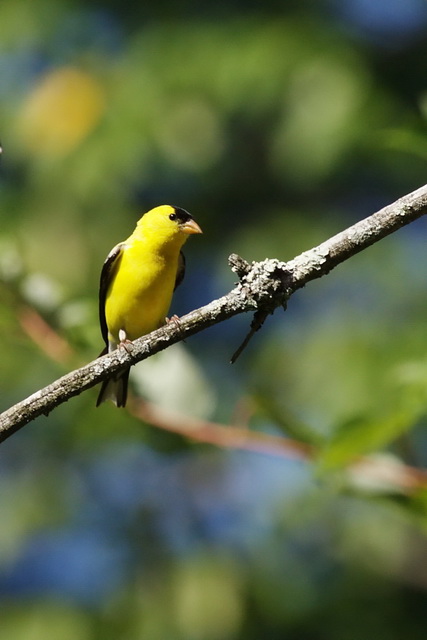 Splash of Yellow in Highlands, North Carolina
