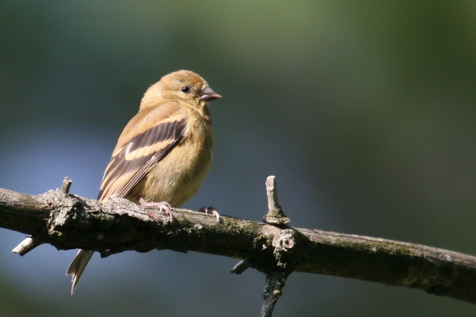 Brown Bird in Highlands, North Carolina