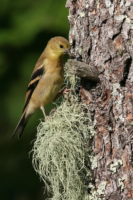Nesting Materials in Highlands, North Carolina
