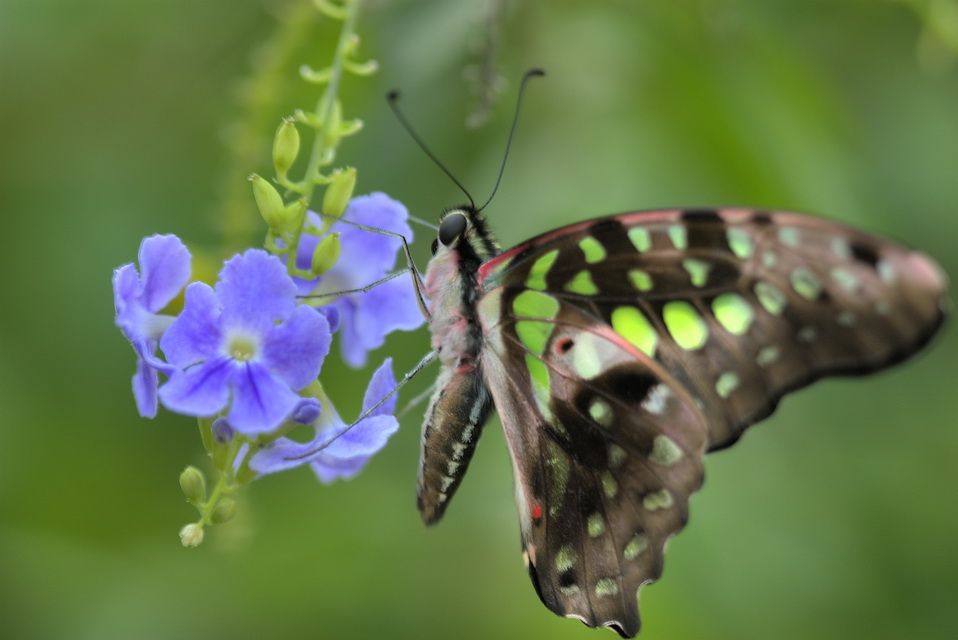Blue Lunch in Callaway Gardens, Georgia