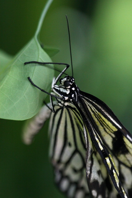 Hang In There in Callaway Gardens, Georgia