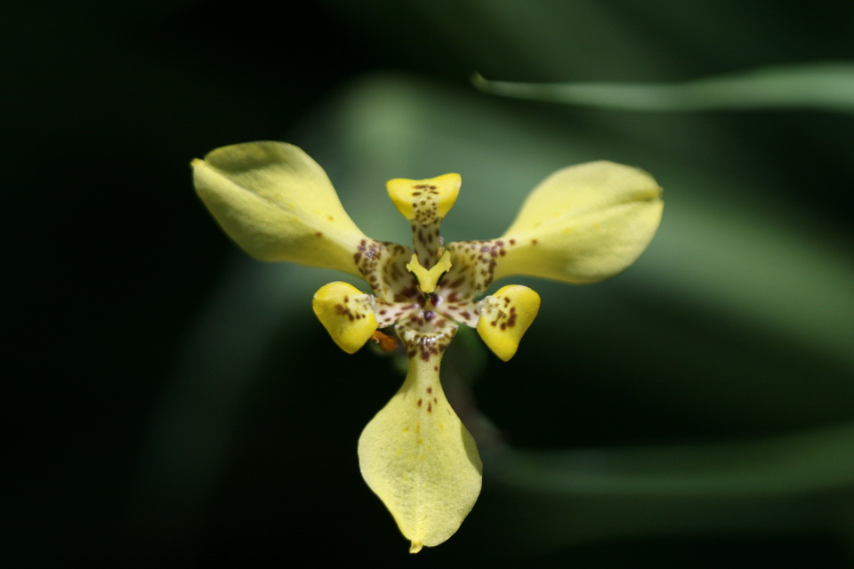 Yellow Star in Callaway Gardens, Georgia