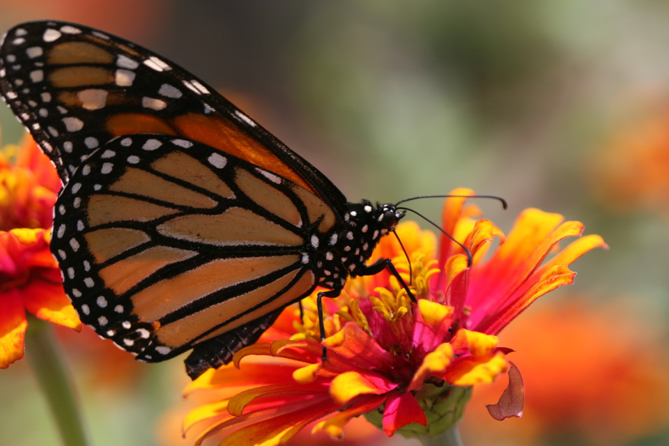 Monarch in Callaway Gardens, Georgia