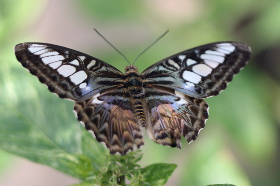 Brown Butterfly in Callaway Gardens, Georgia