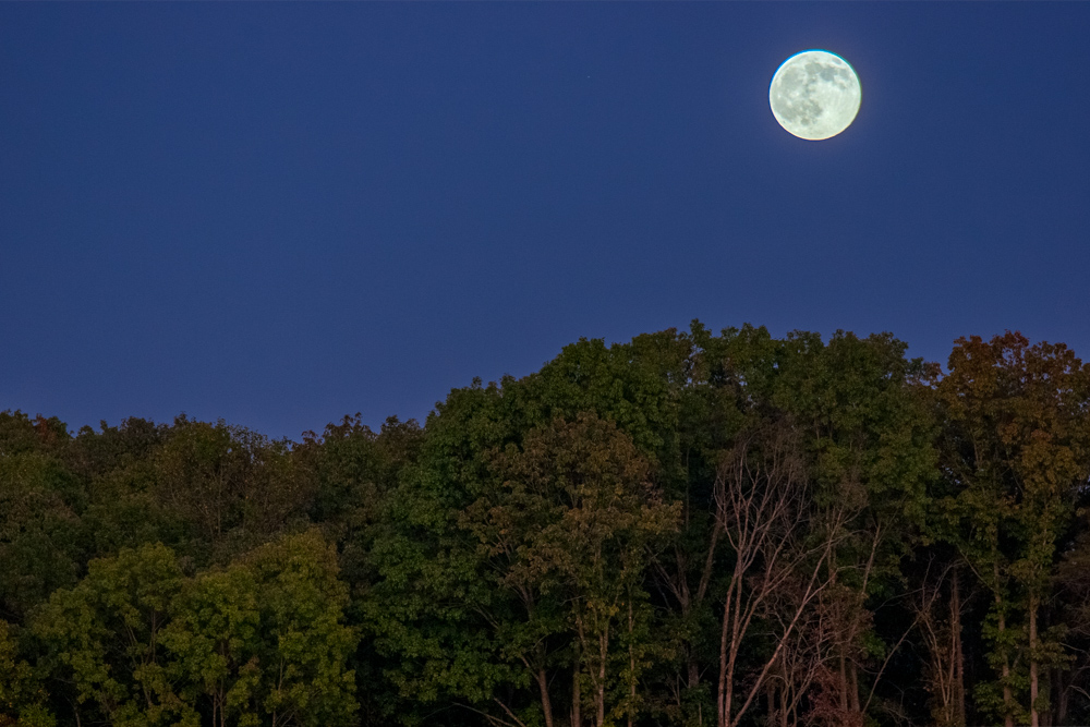 Full Moon over Forest in Gainsville, Georgia