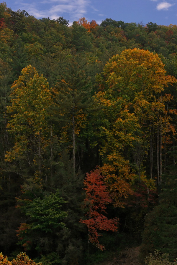 Tall Forest in Highlands, North Carolina