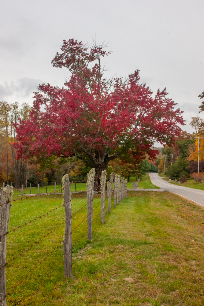 Red Tree in Highlands, North Carolina