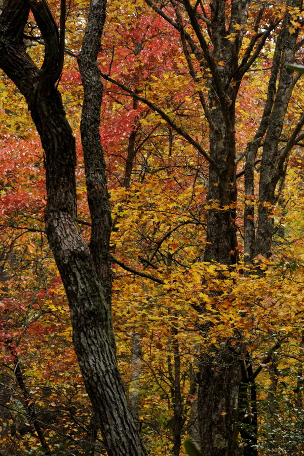 Forest Color in Highlands, North Carolina