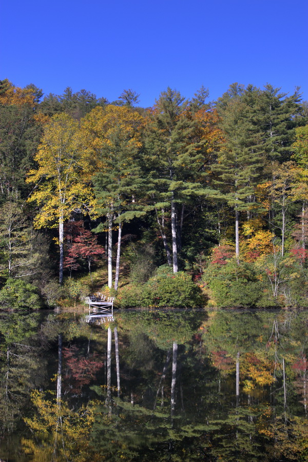 White Tree Trunks in Highlands, North Carolina
