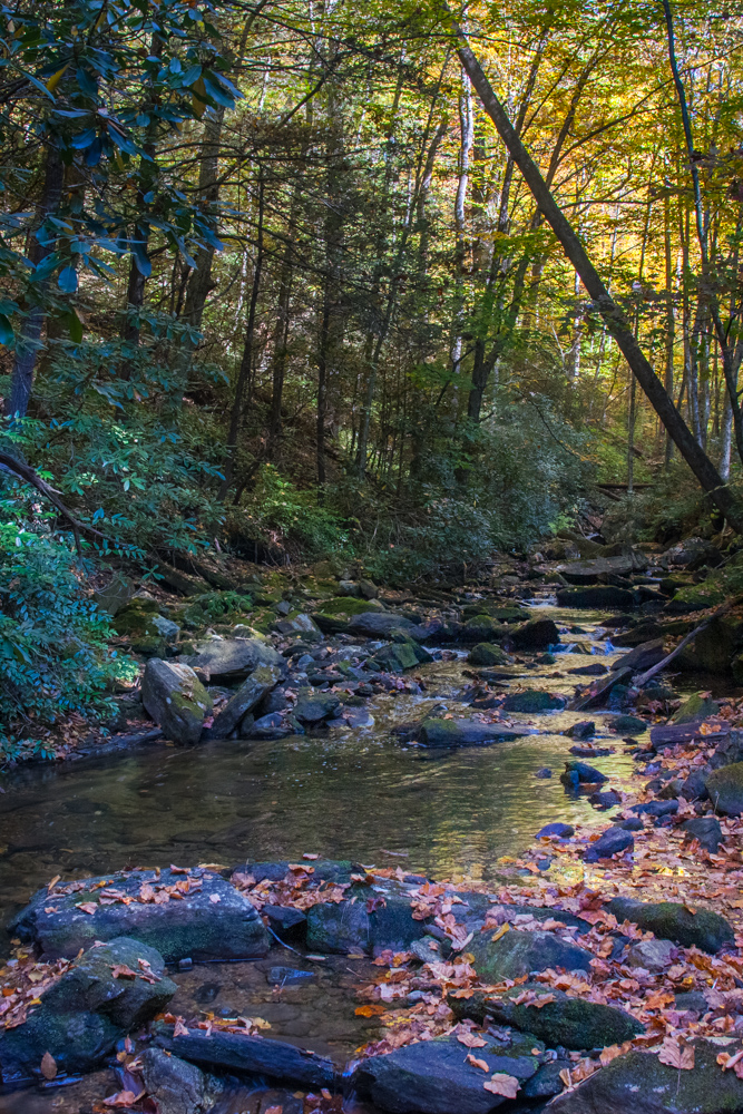 Forest Stream in Brevard, North Carolina