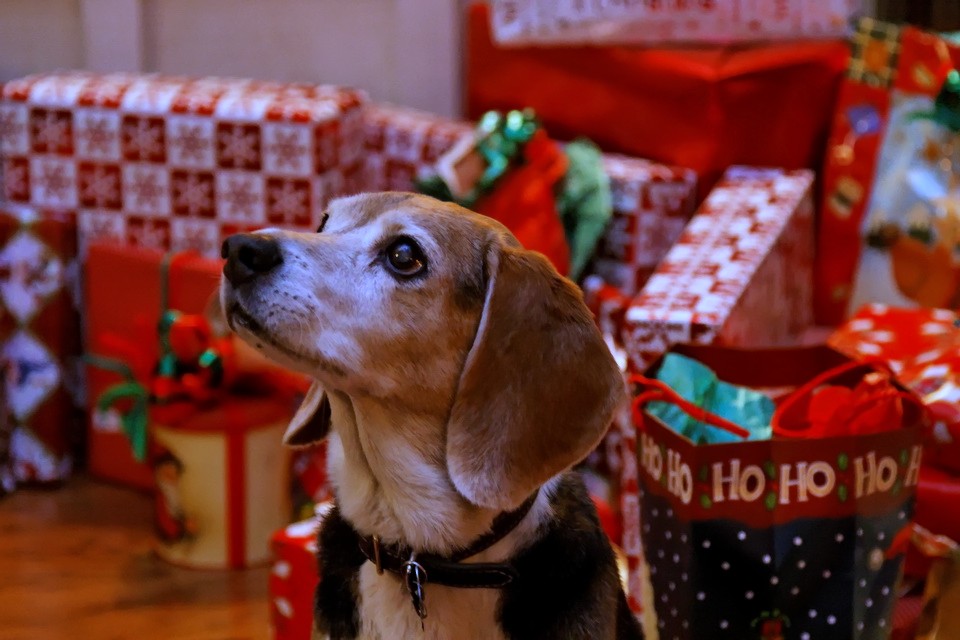 Christmas Beagle in Highlands, North Carolina