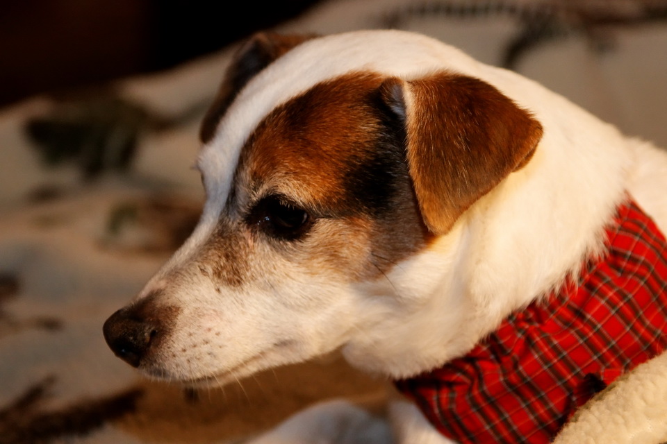 Sweetpea in Tartan in Highlands, North Carolina
