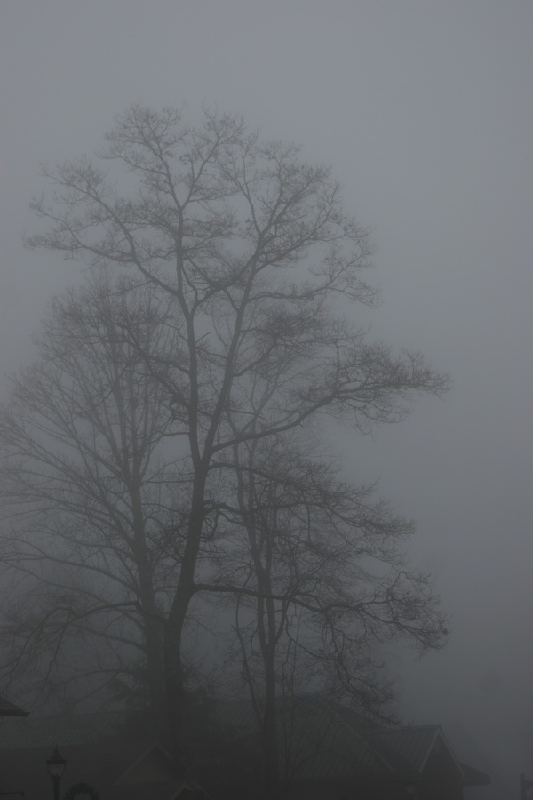 Tree in Fog in Highlands, North Carolina