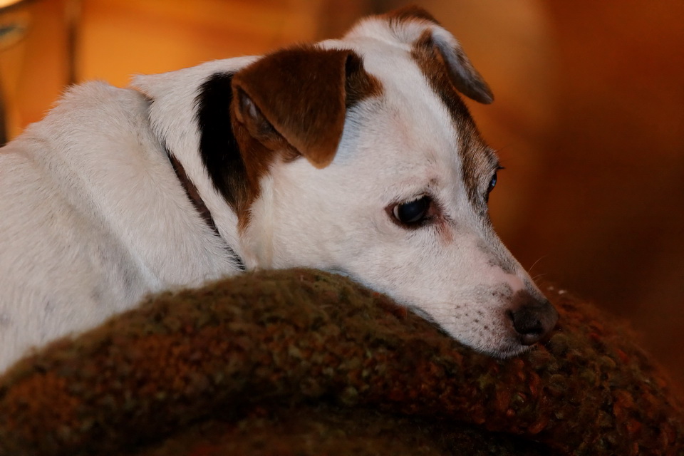 Pensive Pea in Highlands, North Carolina
