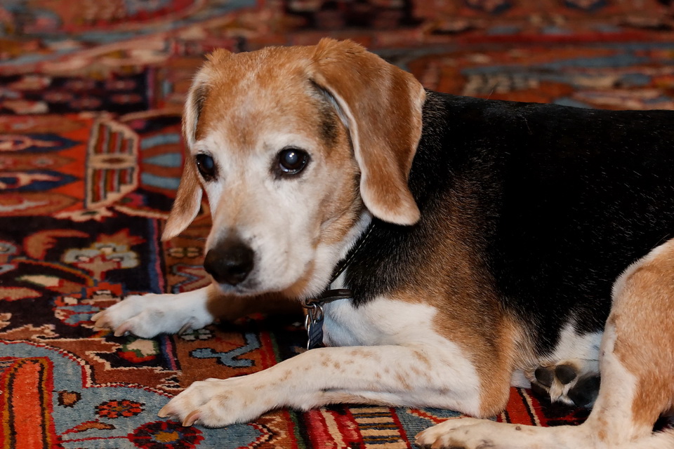 Baileys the Beagle in Highlands, North Carolina