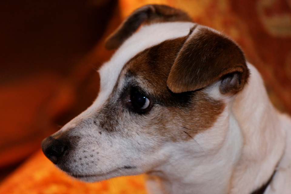 Alert Pup in Highlands, North Carolina