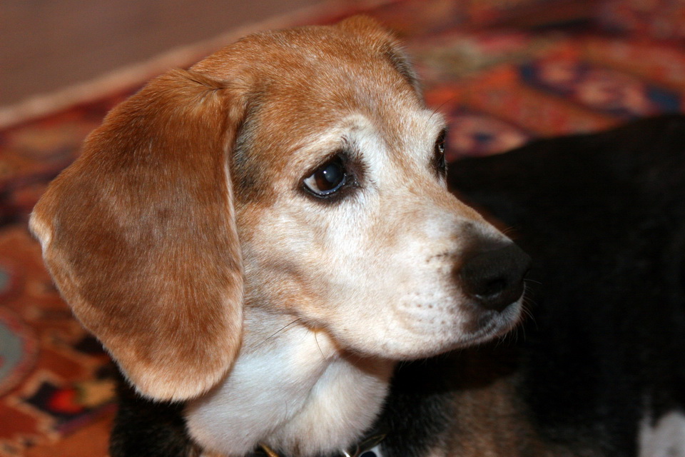 Handsome Pup in Highlands, North Carolina