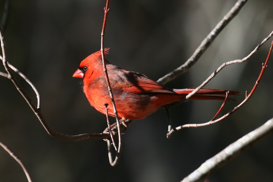 Cardinal in Highlands, North Carolina
