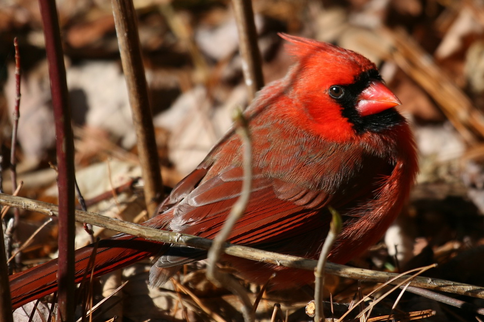 Ground Cardinal in Highlands, North Carolina