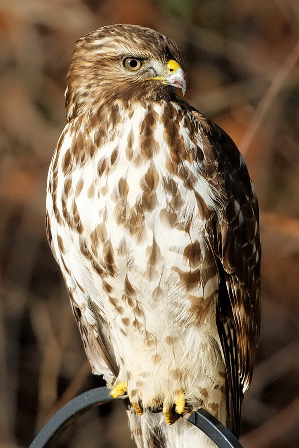 A Little Big for the Feeder in Highlands, North Carolina