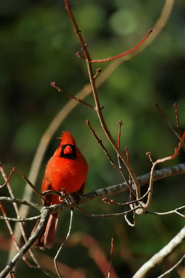 Christmas Colors in Highlands, North Carolina