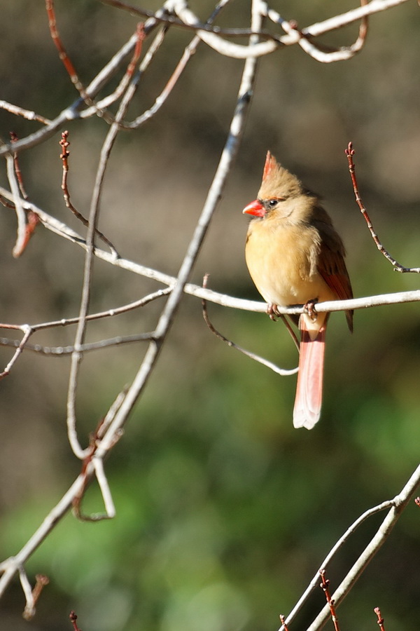 Mrs Cardinal in Highlands, North Carolina