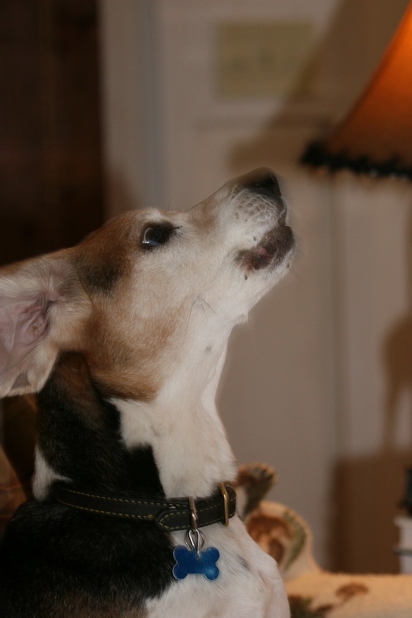 Howling Beagle in Highlands, North Carolina