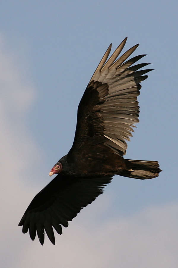 Circling Red Head in Atlanta, Georgia