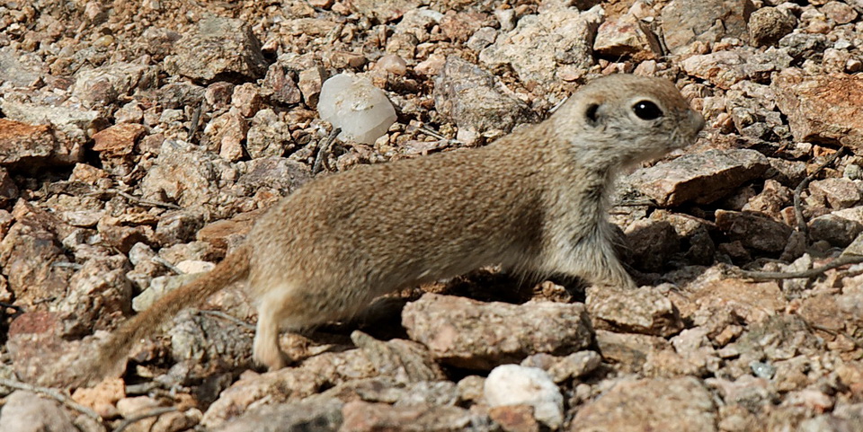Desert Rodent in Phoenix, Arizona