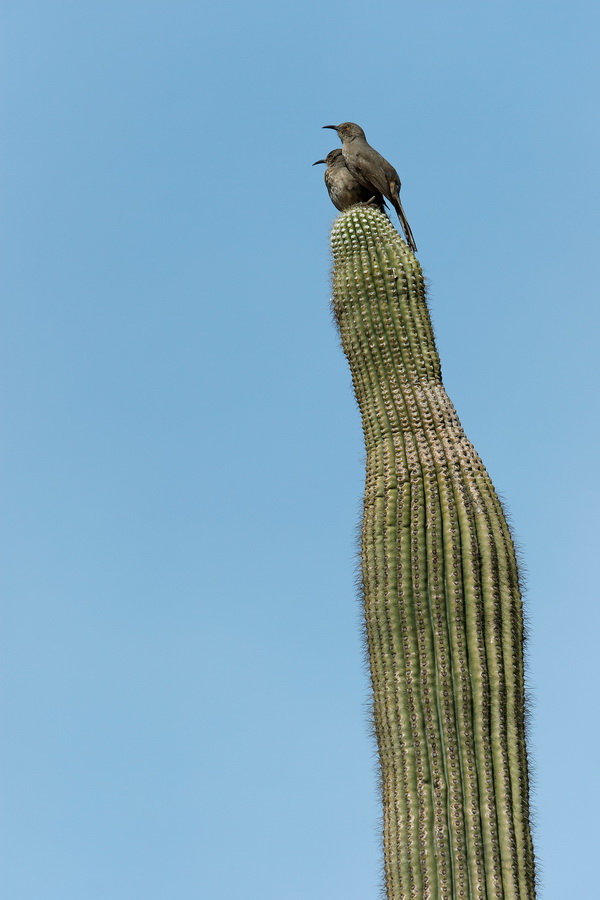 Two up Top in Phoenix, Arizona