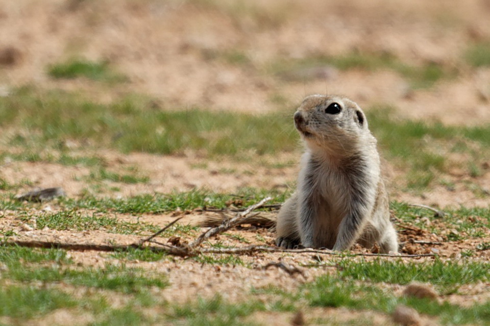 Bright Eye in Scottsdale, Arizona