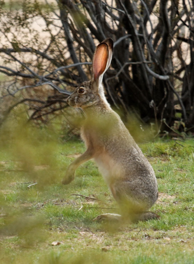Big Rabbit in Scottsdale, Arizona