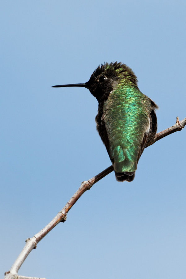 Green Hummer in Scottsdale, Arizona