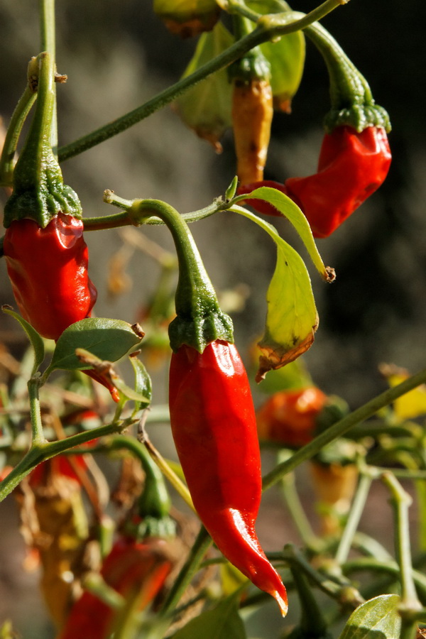 Ripening Pepper  in Phoenix, Arizona