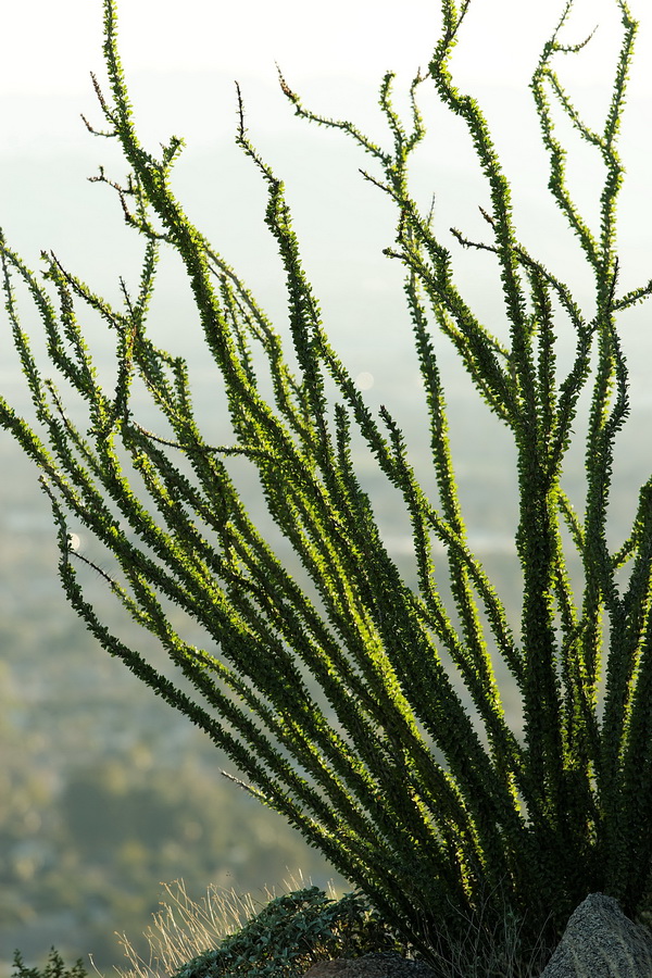 Sun Drenched Ocotillo in Phoenix, Arizona