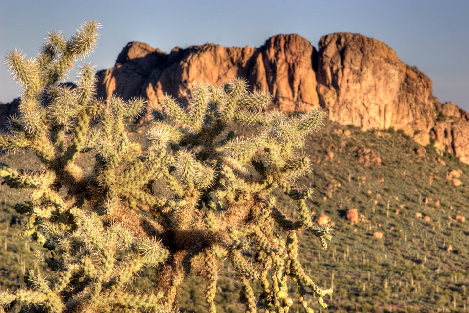 Cholla and Mountian in Apache Junction, Arizona