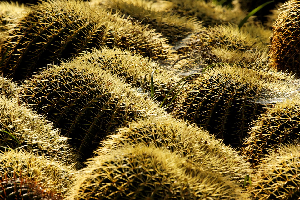 Golden Spines in Superior, Arizona