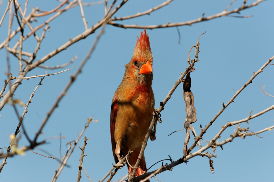 Desert Cardinal in Superior, Arizona