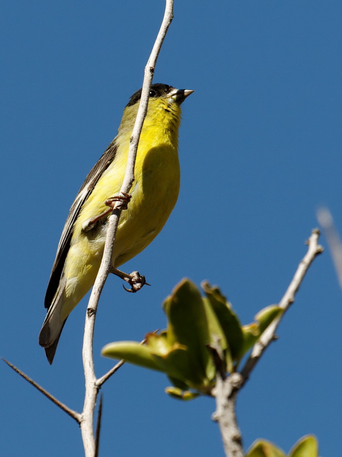 Hanging on with One Leg in Superior, Arizona