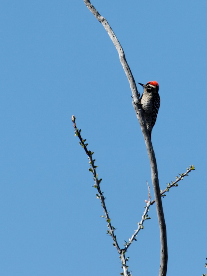 Ocotillo Woodpecker  in Superior, Arizona
