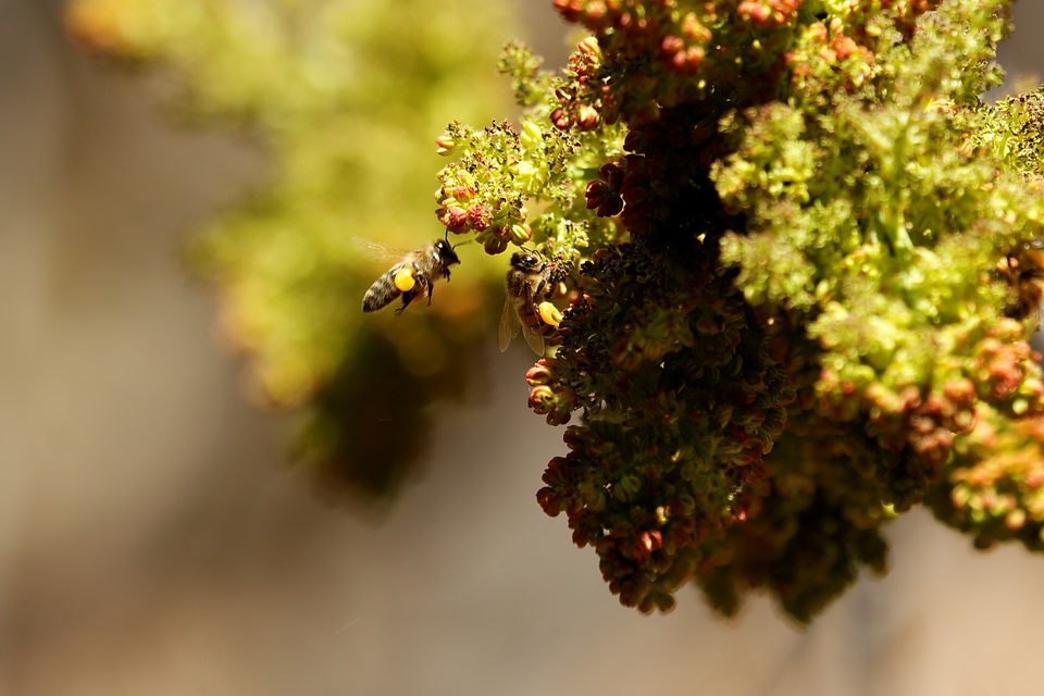Spring Bee in Superior, Arizona