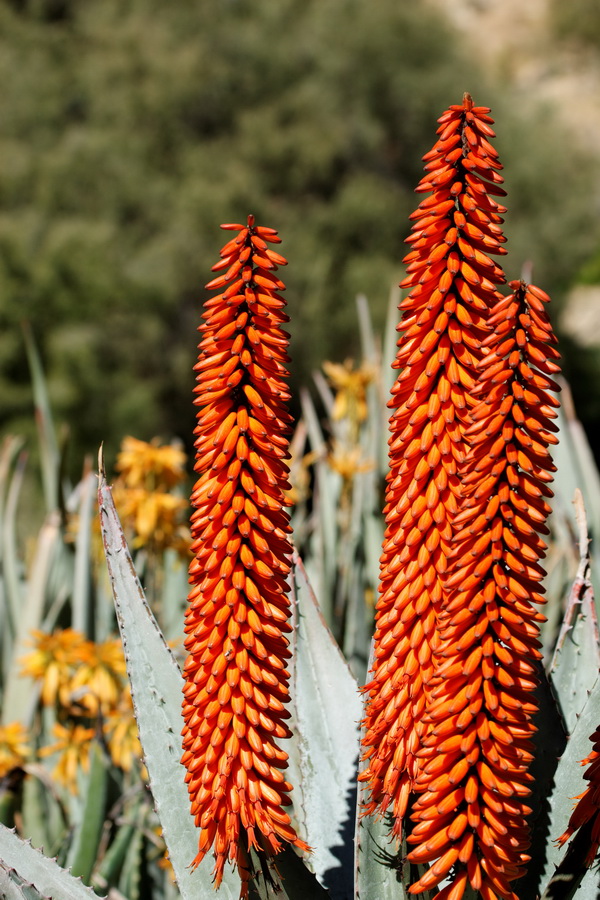 Cactus Fruit in Superior, Arizona